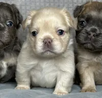 AKC Fluffy, a female French Bulldog for sale in Phoenix, AZ – Photo 8 of 8