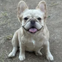 AKC Fluffy, a female French Bulldog for sale in Phoenix, AZ – Photo 5 of 8