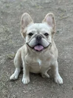 AKC Fluffy, a female French Bulldog for sale in Phoenix, AZ – Photo 5 of 8