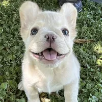 AKC Fluffy, a female French Bulldog for sale in Phoenix, AZ – Photo 3 of 8