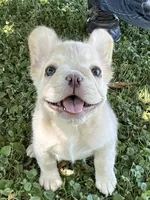 AKC Fluffy, a female French Bulldog for sale in Phoenix, AZ – Photo 3 of 8