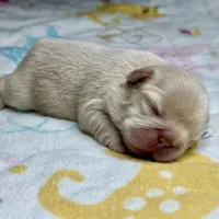 AKC Fluffy, a female French Bulldog for sale in Phoenix, AZ – Photo 1 of 8