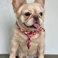 AKC Fluffy, a female French Bulldog for sale in Phoenix, AZ – Photo 6 of 8