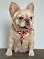 AKC Fluffy, a female French Bulldog for sale in Phoenix, AZ – Photo 6 of 8