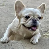 AKC Fluffy, a female French Bulldog for sale in Phoenix, AZ – Photo 7 of 8