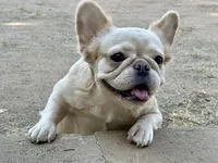 AKC Fluffy, a female French Bulldog for sale in Phoenix, AZ – Photo 7 of 8