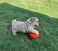 AKC TOY POODLES, a female Poodle - Toy  for sale in Phoenix, AZ – Photo 5 of 5
