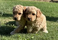 AKC TOY POODLES, a female Poodle - Toy  for sale in Phoenix, AZ – Photo 3 of 5