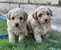 AKC TOY POODLES, a female Poodle - Toy  for sale in Phoenix, AZ – Photo 1 of 5
