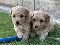 AKC TOY POODLES, a female Poodle - Toy  for sale in Phoenix, AZ – Photo 2 of 5