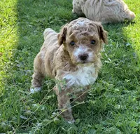 AKC TOY POODLES, a female Poodle - Toy  for sale in Phoenix, AZ – Photo 4 of 5