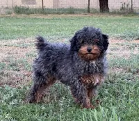 Phantom Blue Merle, a male Poodle - Miniature  for sale in Phoenix, AZ – Photo 4 of 6