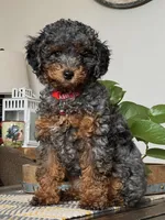 Phantom Blue Merle, a male Poodle - Miniature  for sale in Phoenix, AZ – Photo 5 of 6