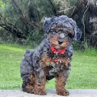 Phantom Blue Merle, a male Poodle - Miniature  for sale in Phoenix, AZ – Photo 6 of 6