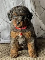 Phantom Blue Merle, a male Poodle - Miniature  for sale in Phoenix, AZ – Photo 1 of 6