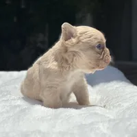 Fluffy New Shade Isabella Fawn, a female French Bulldog for sale in Phoenix, AZ – 5 of 6