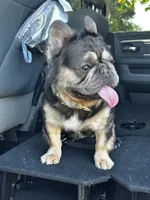 Fluffy Frenchie, a male French Bulldog for sale in Phoenix, AZ – 5 of 8