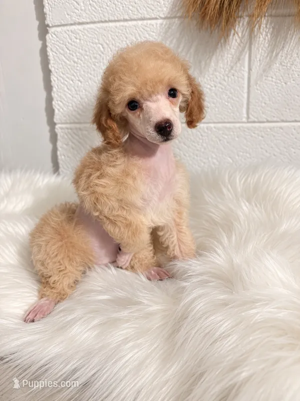 "Honey" Apricot Female – Poodle - Toy , Poodle - Miniature  puppy for sale in Phoenix, AZ