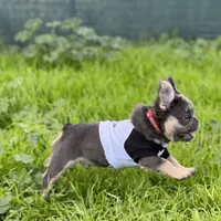 Fluffy Frenchie, a male French Bulldog for sale in Phoenix, AZ – Photo 3 of 3