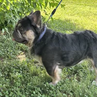 Fluffy Frenchie, a male French Bulldog for sale in Phoenix, AZ – Photo 2 of 3