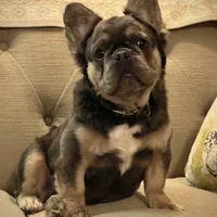 Fluffy Frenchie, a male French Bulldog for sale in Phoenix, AZ – Photo 1 of 3