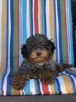 💙 AKC Merle Toy Poodle 💙, a male Poodle - Toy  for sale in Phoenix, AZ – Photo 2 of 4