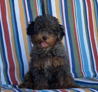 💙 AKC Merle Toy Poodle 💙, a male Poodle - Toy  for sale in Phoenix, AZ – Photo 1 of 4