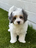 Phoebe 🩷 , a female Maltipoo for sale in Phoenix, AZ – Photo 1 of 7