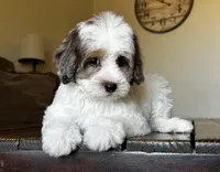 Phoebe 🩷 , a female Maltipoo for sale in Phoenix, AZ – Photo 4 of 7