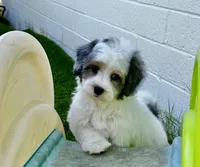 Phoebe 🩷 , a female Maltipoo for sale in Phoenix, AZ – Photo 3 of 7