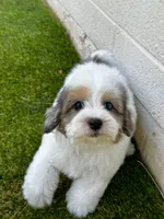 Phoebe 🩷 , a female Maltipoo for sale in Phoenix, AZ – Photo 6 of 7