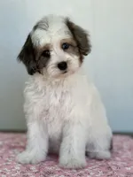 Phoebe 🩷 , a female Maltipoo for sale in Phoenix, AZ – Photo 5 of 7