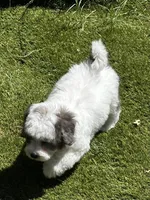 Phoebe 🩷 , a female Maltipoo for sale in Phoenix, AZ – Photo 7 of 7