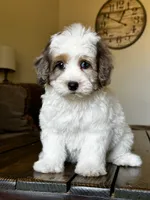 Phoebe 🩷 , a female Maltipoo for sale in Phoenix, AZ – Photo 2 of 7