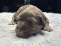 Mini  Sheepadoodle, a female Miniature Bernedoodle for sale in Phoenix, AZ – Photo 2 of 5