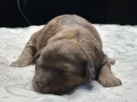 Mini  Sheepadoodle, a female Miniature Bernedoodle for sale in Phoenix, AZ – Photo 5 of 5
