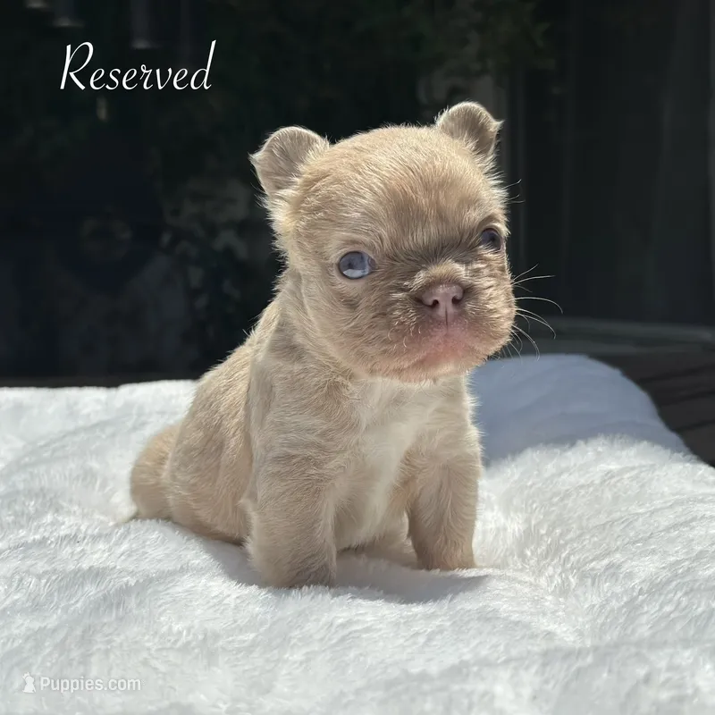 Fluffy New Shade Isabella Fawn – French Bulldog puppy for sale in Phoenix, AZ