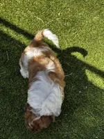 Remi 🩵 🐾 , a male Maltipoo for sale in Phoenix, AZ – Photo 8 of 8