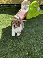 Remi 🩵 🐾 , a male Maltipoo for sale in Phoenix, AZ – Photo 7 of 8