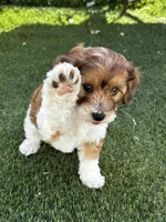 Remi 🩵 🐾 , a male Maltipoo for sale in Phoenix, AZ – Photo 2 of 8