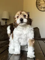 Remi 🩵 🐾 , a male Maltipoo for sale in Phoenix, AZ – Photo 4 of 8