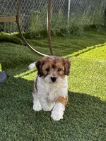 Remi 🩵 🐾 , a male Maltipoo for sale in Phoenix, AZ – Photo 5 of 8