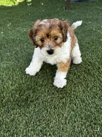 Remi 🩵 🐾 , a male Maltipoo for sale in Phoenix, AZ – Photo 6 of 8