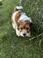 Remi 🩵 🐾 , a male Maltipoo for sale in Phoenix, AZ – Photo 3 of 8