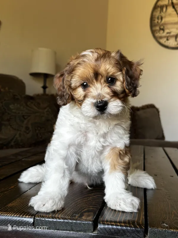 Remi 🩵 🐾  – Maltipoo puppy for sale in Phoenix, AZ