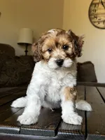 Remi 🩵 🐾 , a male Maltipoo for sale in Phoenix, AZ – Photo 1 of 8
