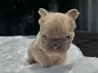 Fluffy New Shade Isabella Fawn, a female French Bulldog for sale in Phoenix, AZ – 6 of 6