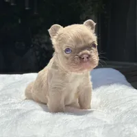 Fluffy New Shade Isabella Fawn, a female French Bulldog for sale in Phoenix, AZ – 1 of 6