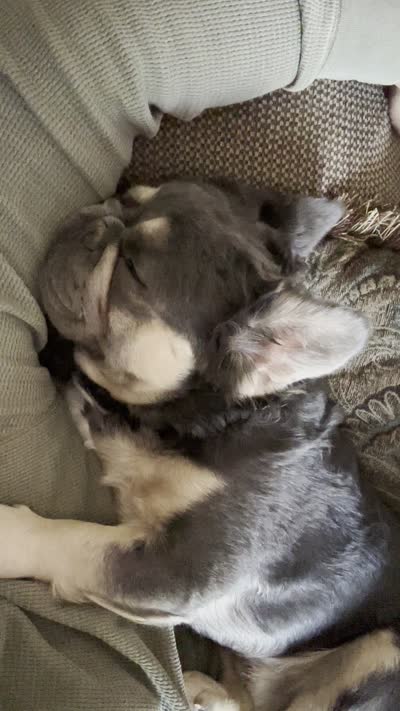 Fluffy Frenchie, a male French Bulldog for sale in Phoenix, AZ – 6 of 8
