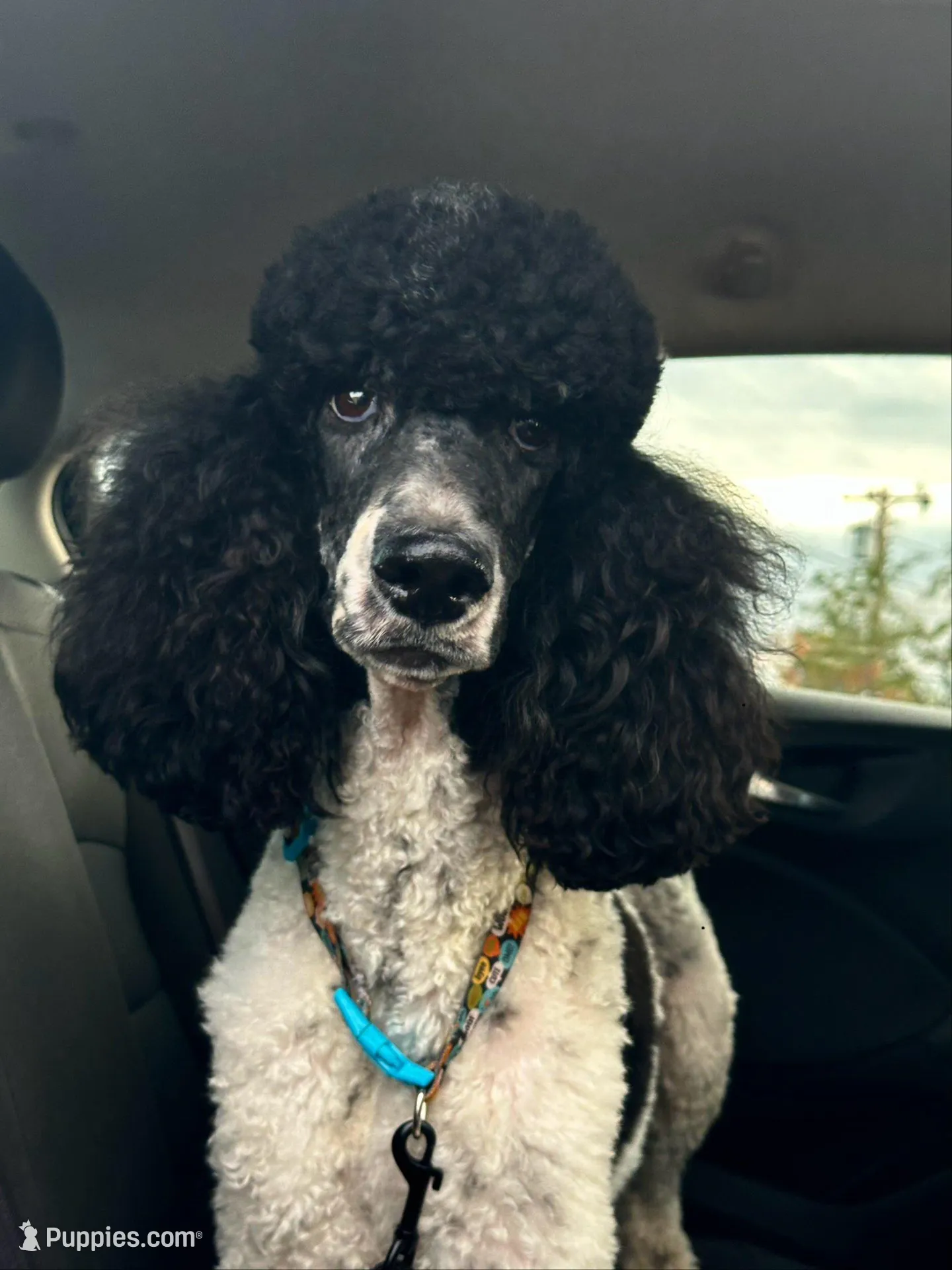 Female Sheepadoodle, a female Sheepadoodle for sale in Phoenix, AZ – 5 of 7